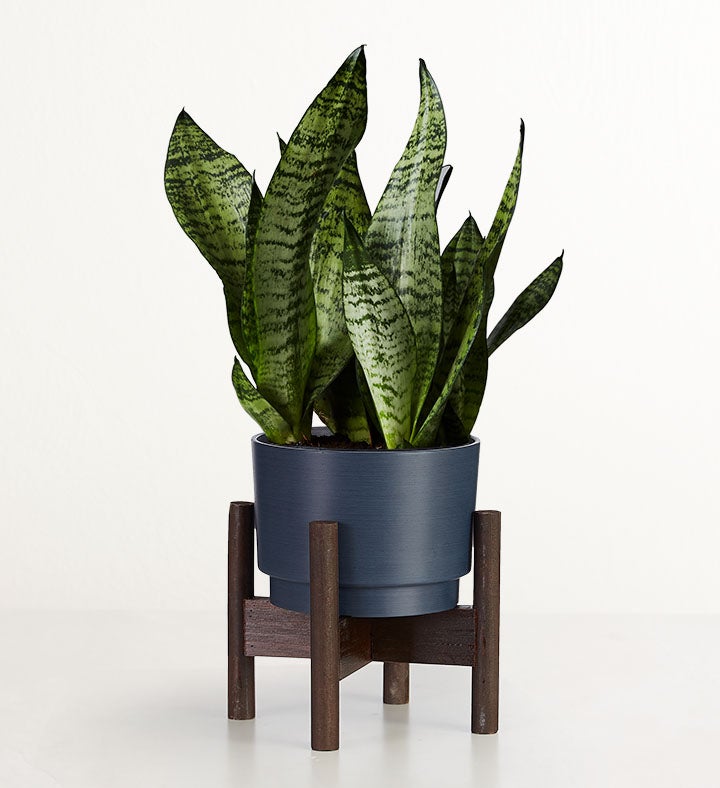 Snake Plant (Sansevieria)