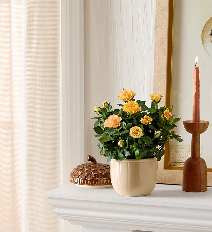 Autumn Acorn Rose