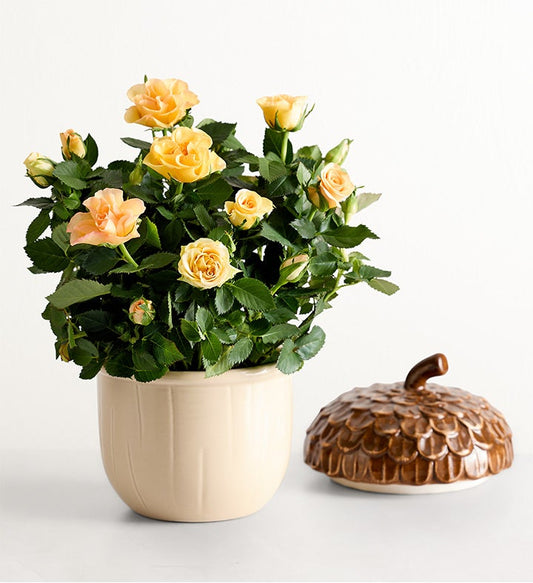 Autumn Acorn Rose