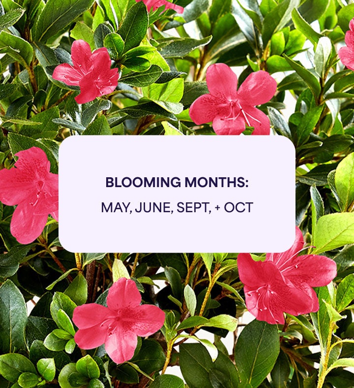 Azalea Bonsai