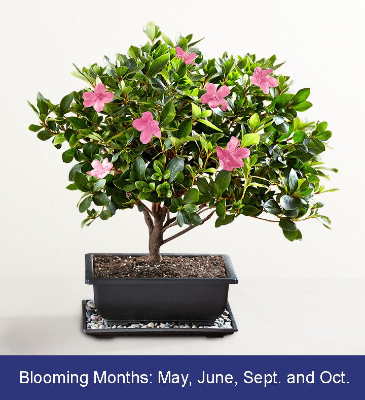 Azalea Bonsai