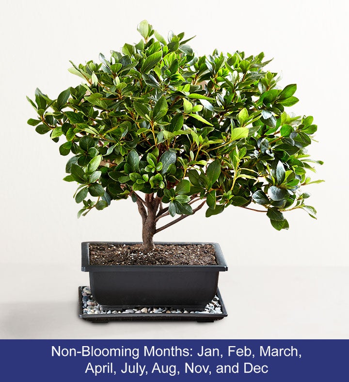 Azalea Bonsai