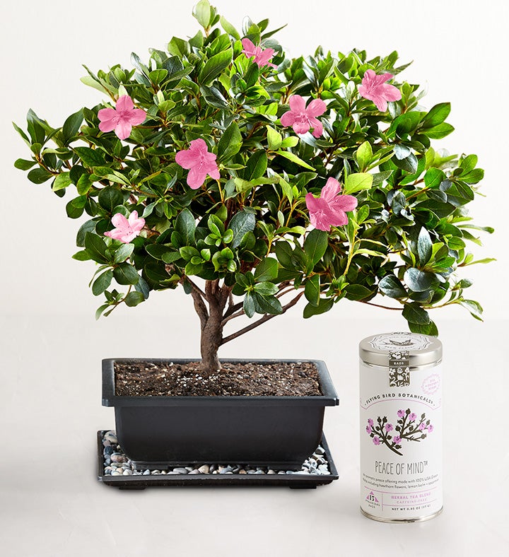 Azalea Bonsai