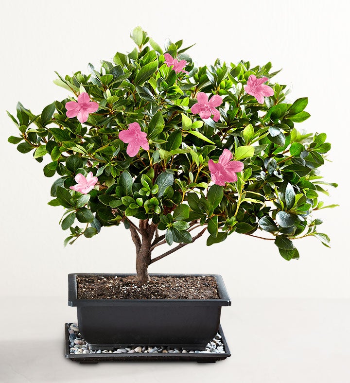 Azalea Bonsai