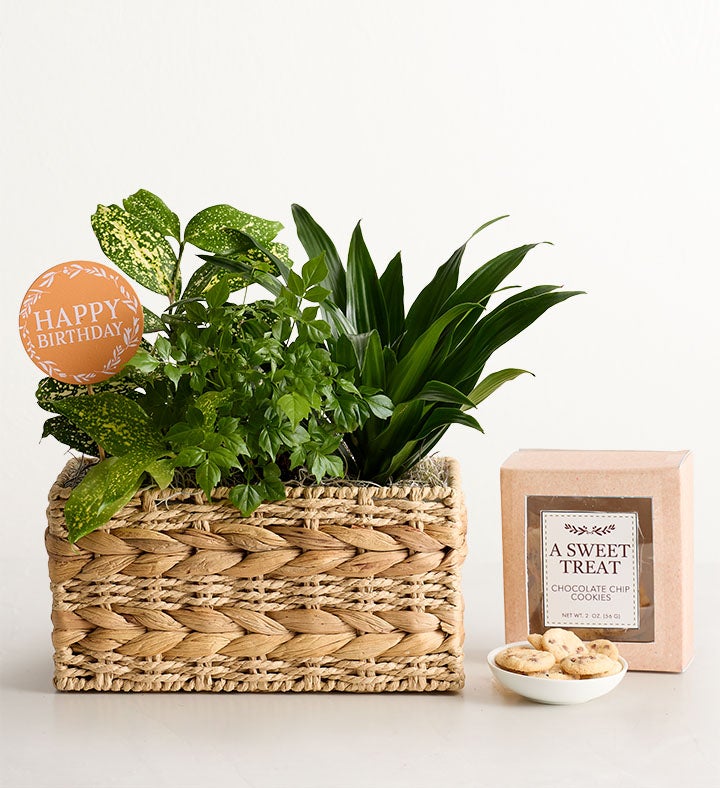 Botanical Dish Garden