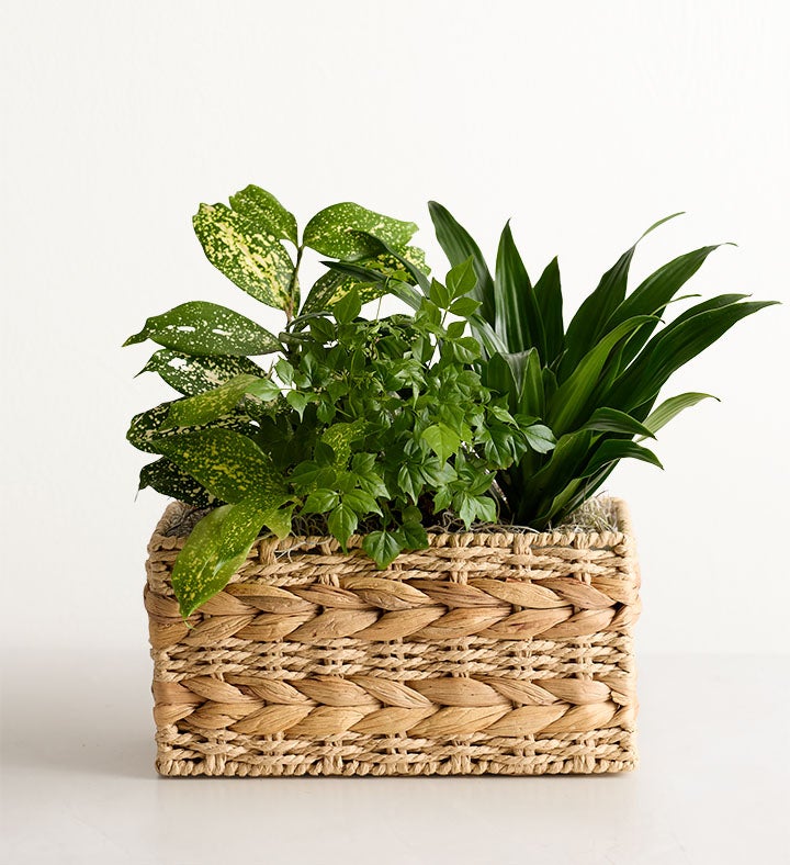 Botanical Dish Garden